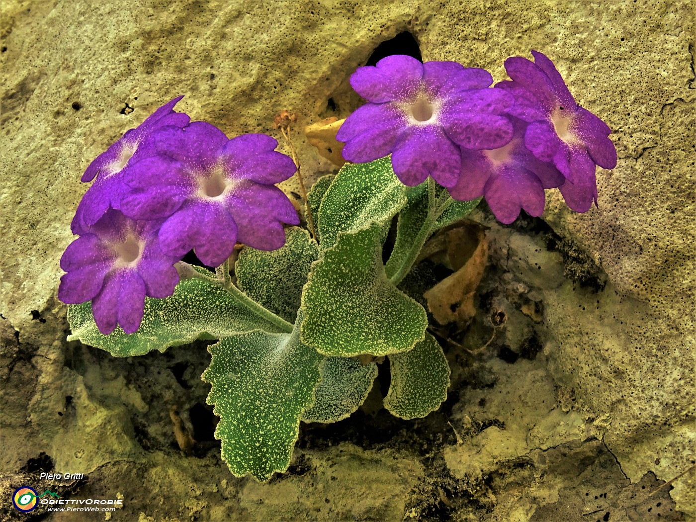 29 Primula Albenensis  (Primula del Monte Alben) nei pressi del Bivacco Plana (1280 m).JPG -                                